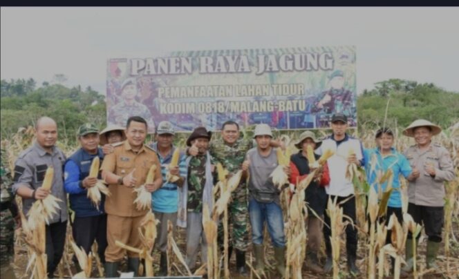 
 Dandim 0818 Malang-Batu Panen Perdana Tanaman Jagung di Lahan Ketahanan Pangan